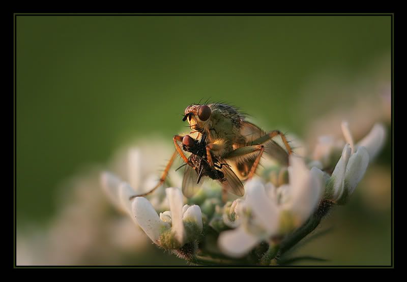 Fotografie