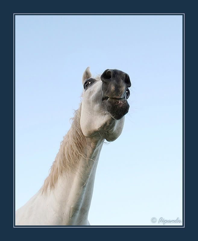 Fotografie