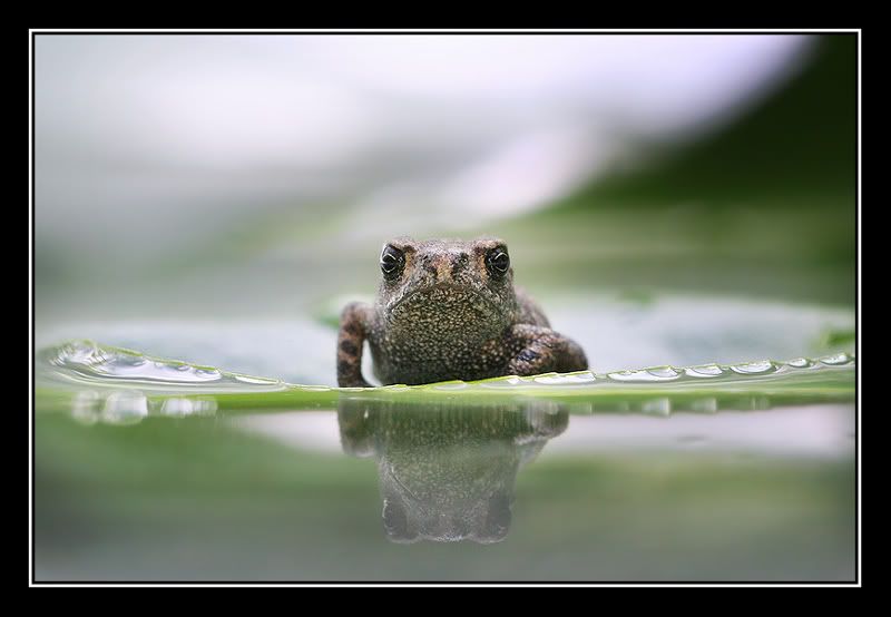 Fotografie