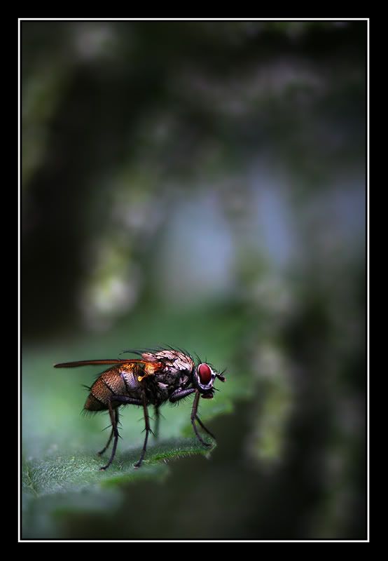 Fotografie