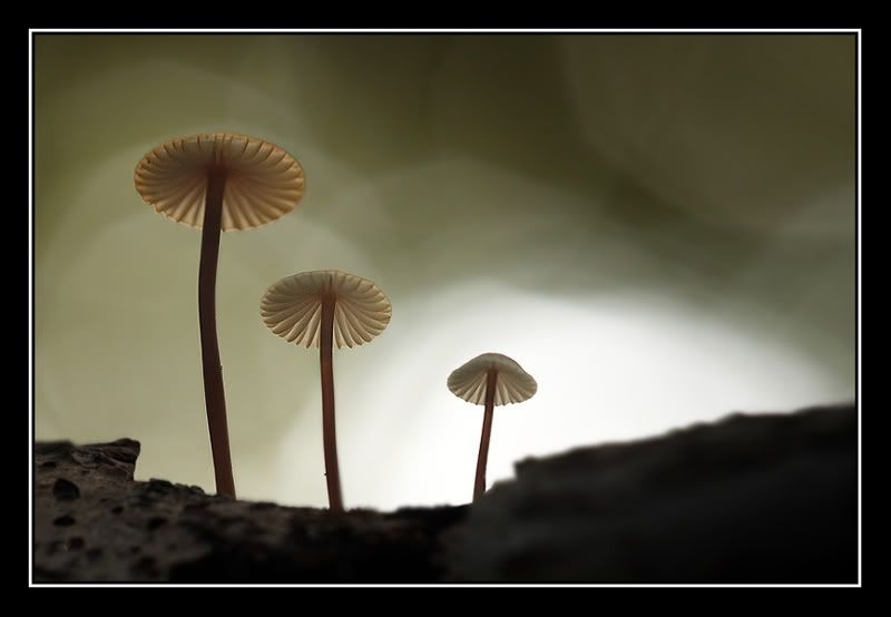Fotografie