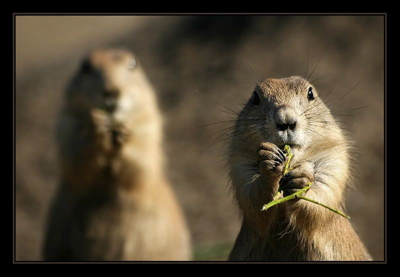 Fotografie