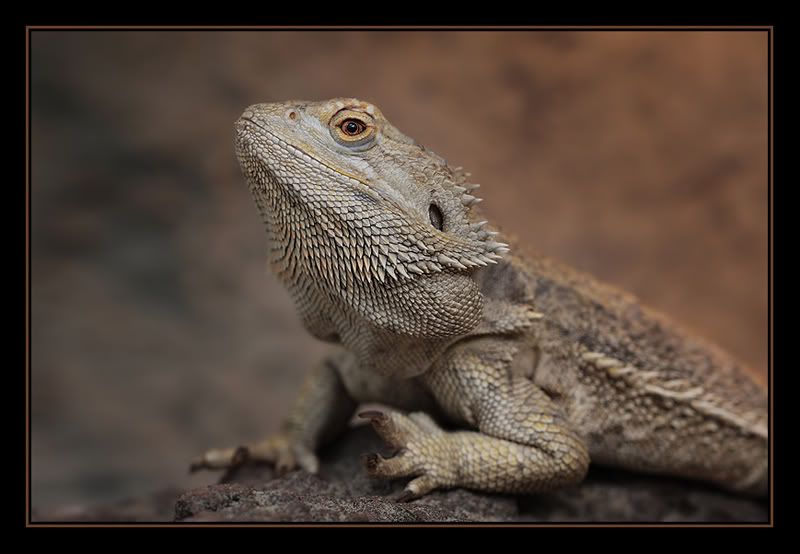 Fotografie