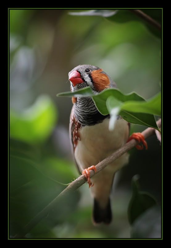 Fotografie