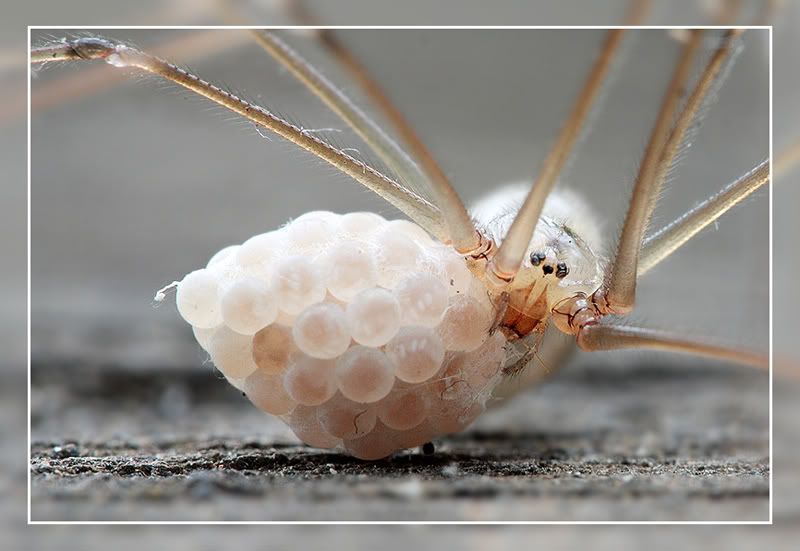 Fotografie