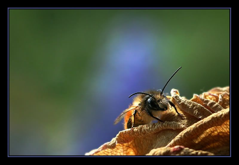 Fotografie