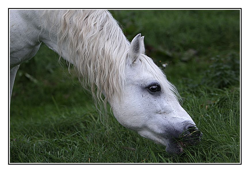 Fotografie