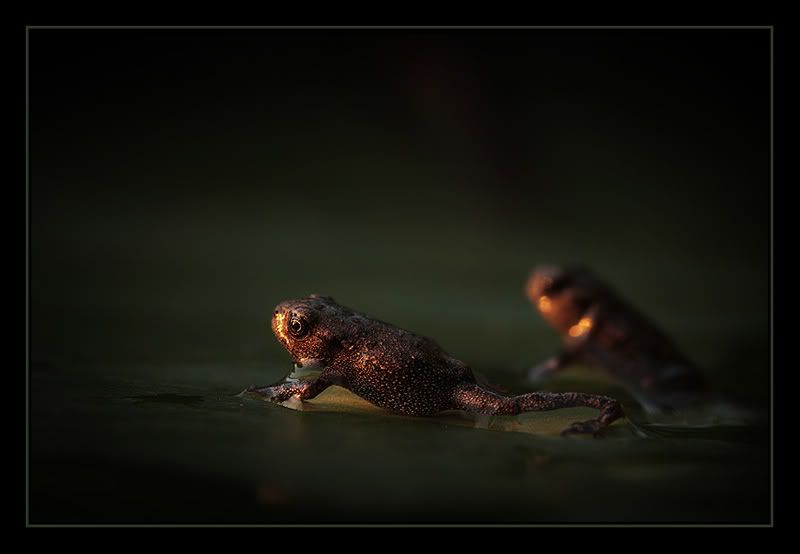 Fotografie