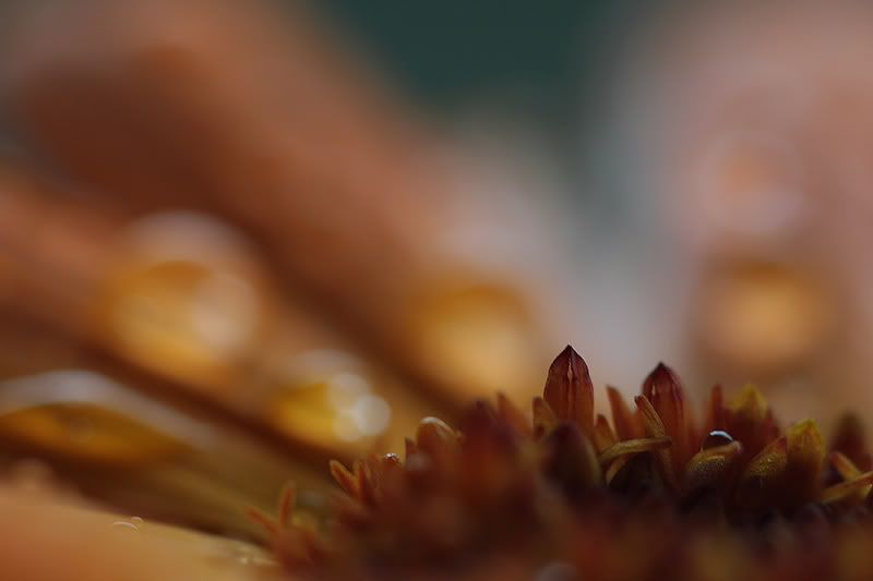 Fotografie