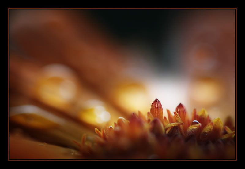 Fotografie