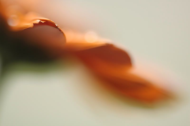 Fotografie