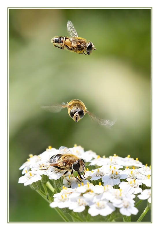 Fotografie