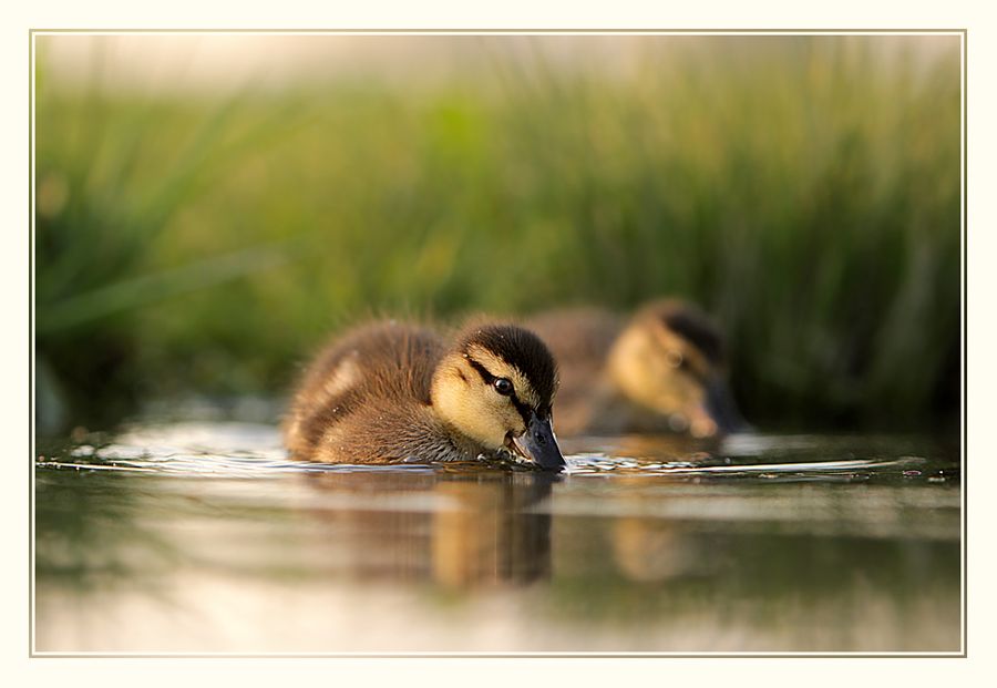 Fotografie