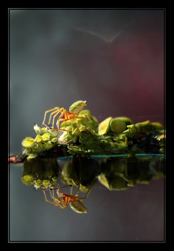 Fotografie