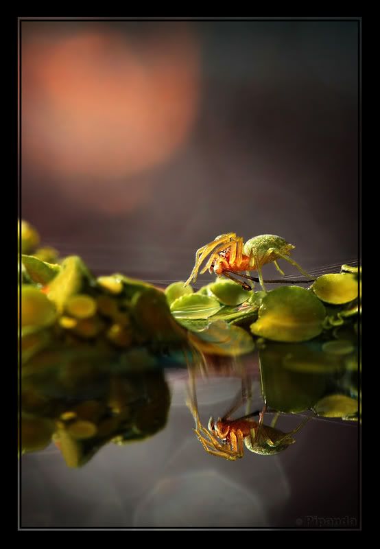 Fotografie