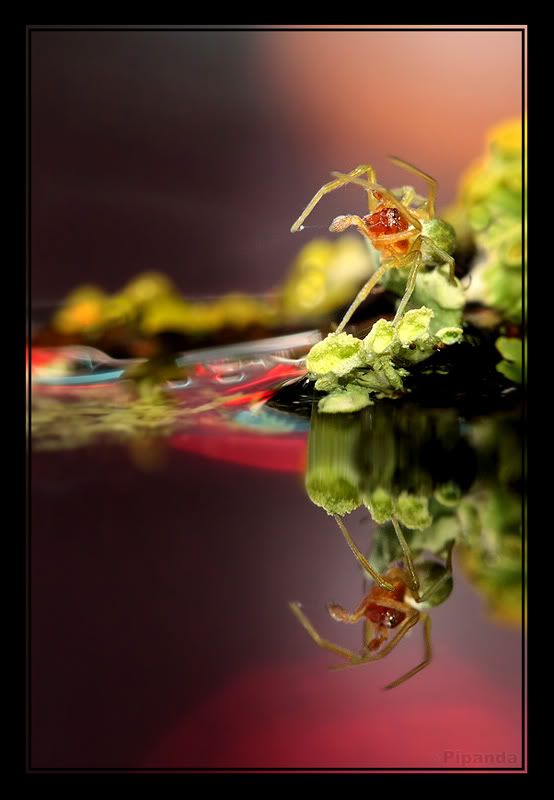 Fotografie