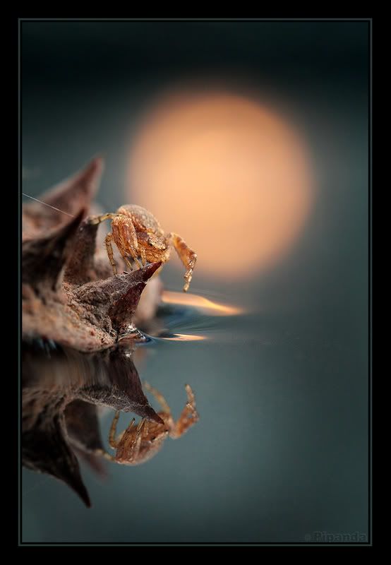 Fotografie