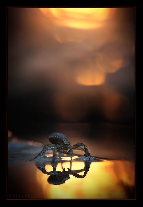 Fotografie