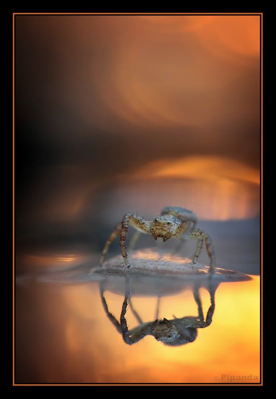 Fotografie