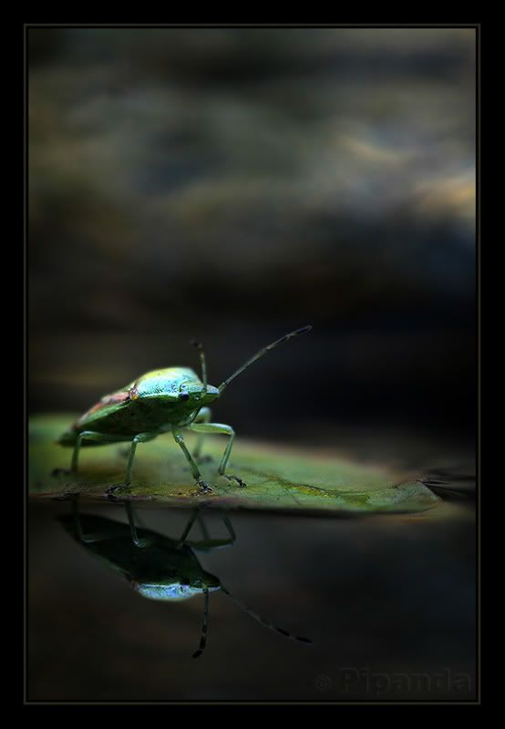 Fotografie