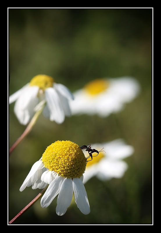 Fotografie