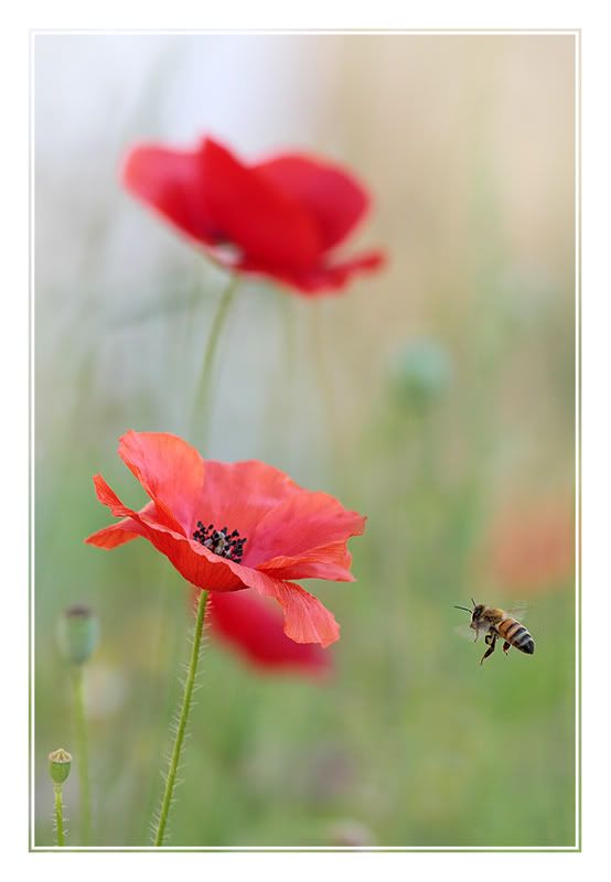 Fotografie