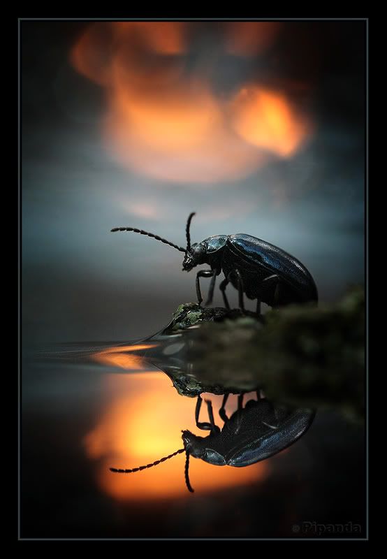 Fotografie