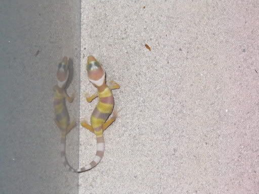 IMG_4008.jpg