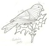 Chichdee.jpg image by gggpa39