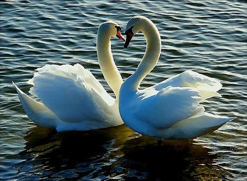 swans Pictures, Images and Photos