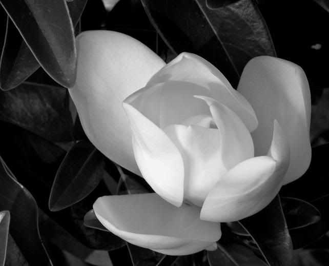 black-and-white-magnolia.jpg