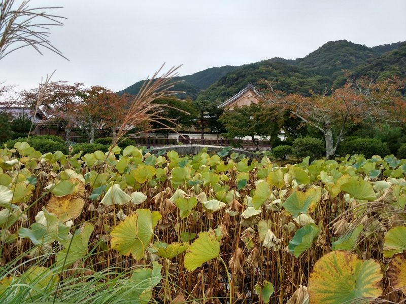 Dos semanas maravillosas en Japón - Blogs de Japon - Arashiyama - Kioto (6)