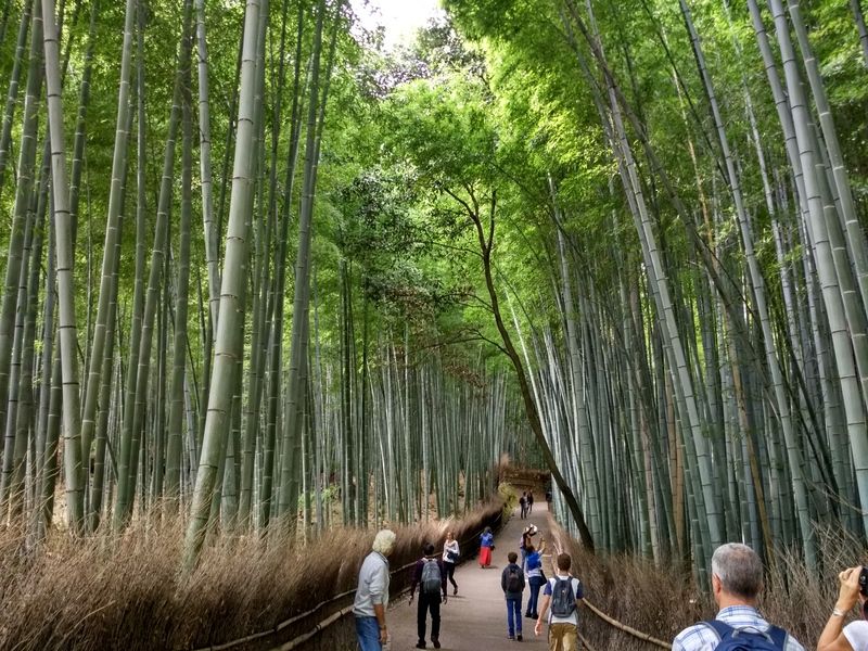 Dos semanas maravillosas en Japón - Blogs de Japon - Arashiyama - Kioto (8)