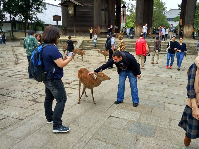 Dos semanas maravillosas en Japón - Blogs de Japon - Fushimi Inari y Nara (15)