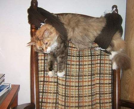 catsuspension.jpg