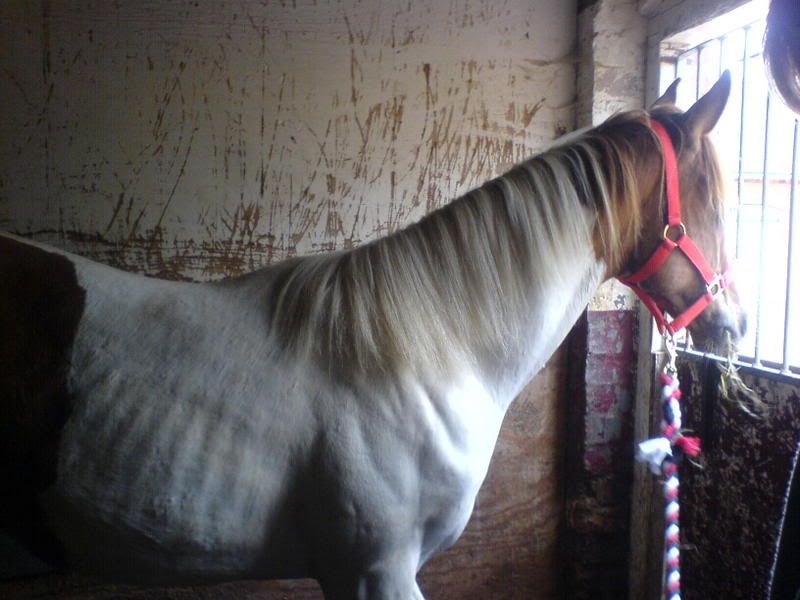 best feed for yearling? New Rider Forum