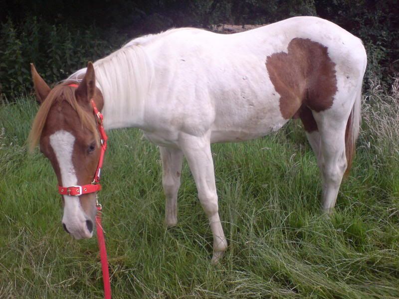 best feed for yearling? New Rider Forum