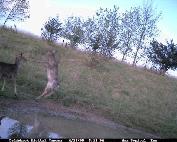 CDY_Spring_Doe_Fight.jpg
