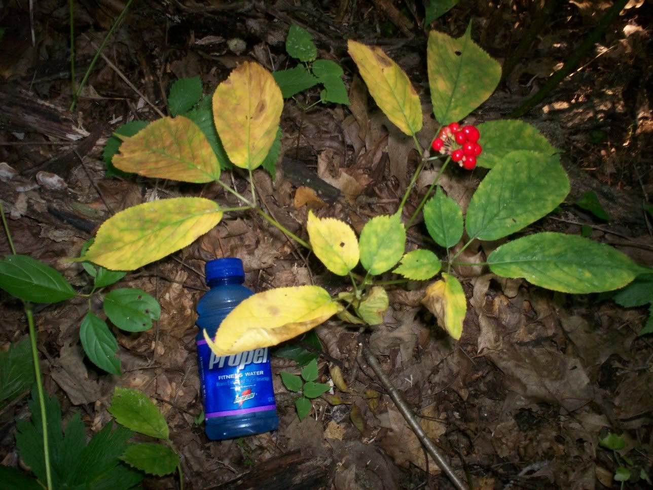 Ginseng Plant