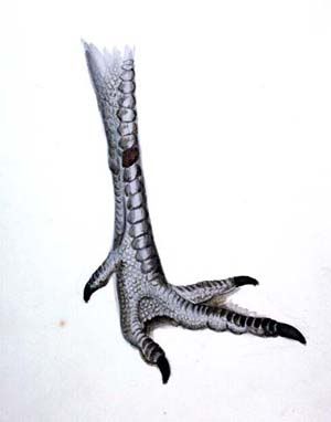 turkeyfoot.jpg