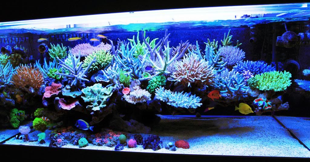 Minimalist Aquascape; Opinions? (pics) - Reef Central Online Community