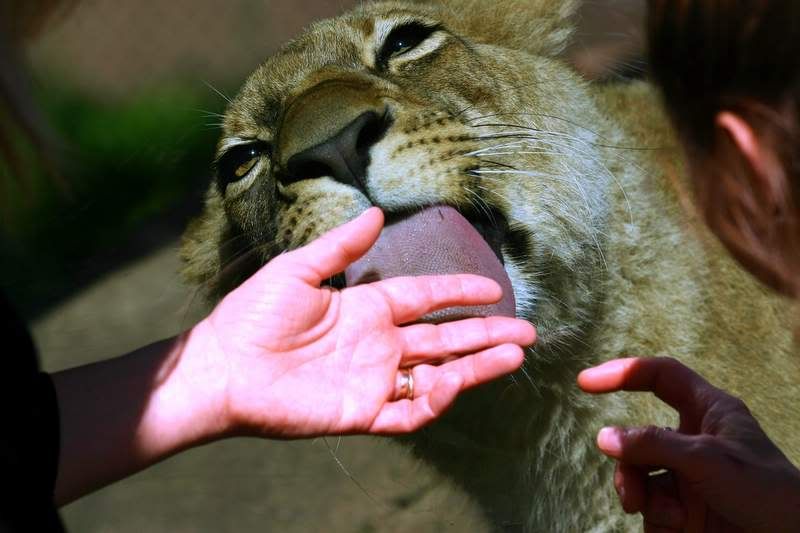 IMAGE: http://i48.photobucket.com/albums/f248/tiggggger/IMG_6658.jpg