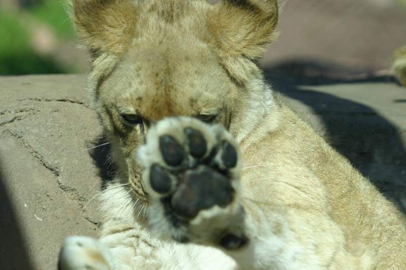 IMAGE: http://i48.photobucket.com/albums/f248/tiggggger/IMG_6674.jpg