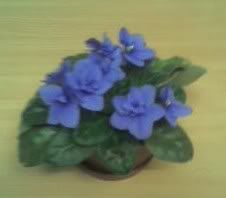 My African Violets