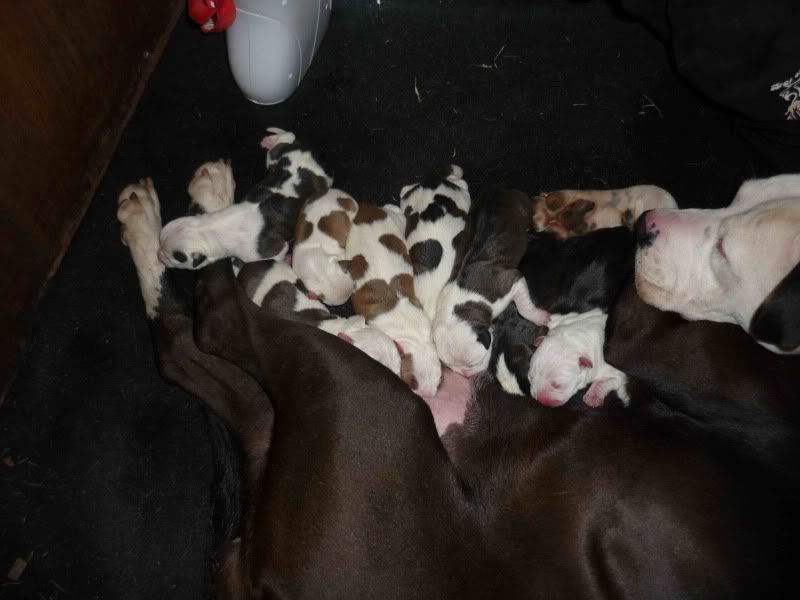 Pictures:  Lucy and her pups