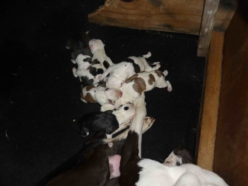 Pictures:  Lucy and her pups