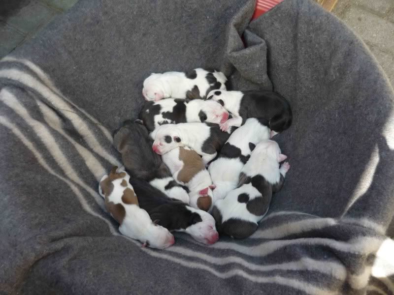 Pictures:  Lucy and her pups