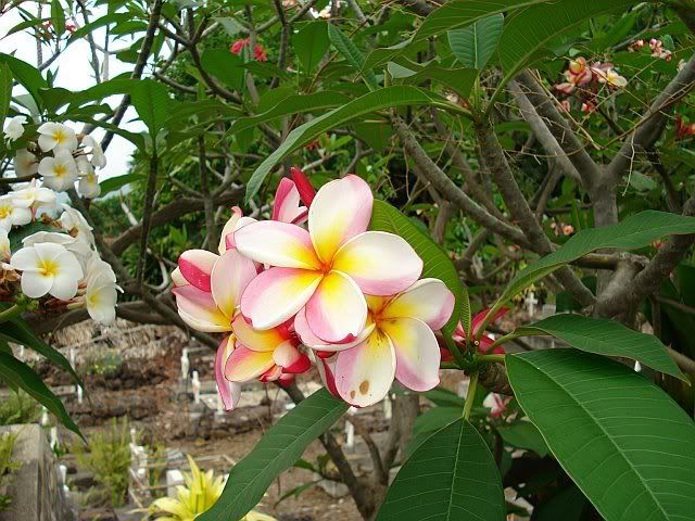 Here's some lovely Plumeria flowers..I'm sure she was thinking of my 