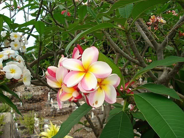 plumeria tattoos. Pink plumeria hawaiian hair