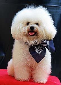 bichon frise Pictures, Images and Photos